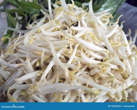 Fresh bean sprout stock image. Image of growing, macro - 72427835