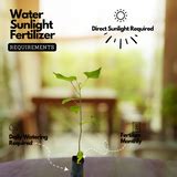 Poovarasu (Thespesia Populnea) Portia Tree / Pacific Rosewood, Floweri ...