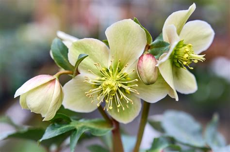 Useful Tips For How To Grow And Care For Christmas Rose