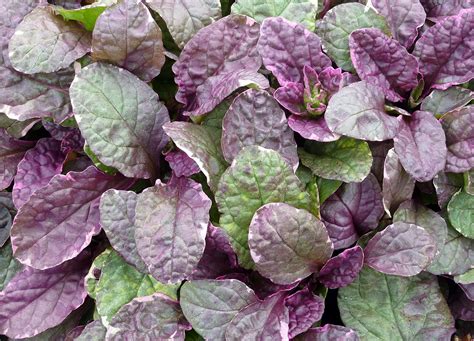 Amazon.com : Greenwood Nursery: Live Ground-Cover Plants - Variegated ...