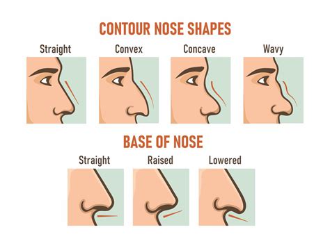 Types Of Nose Shape And Personality at Edward Criss blog