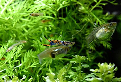 Wildendler Guppy reinerbig Versand Abholung in Mechernich | Tiere ...