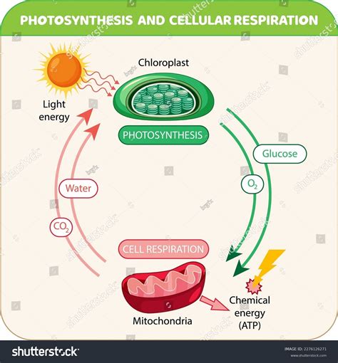 Photosynthesis Cellular Respiration Diagram Illustration Stock Vector (Royalty Free) 2276126271 ...