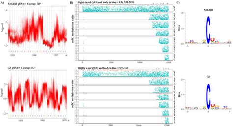 Nanopore-Based Direct RNA-Sequencing Reveals a High-Resolution ...