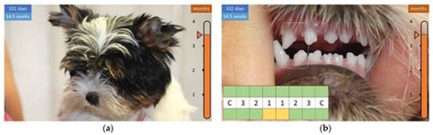 Changes in the Dentition of Small Dogs up to 4 Months of Age