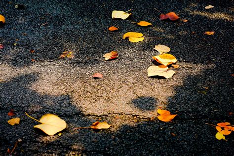 实拍！落叶不扫的上海马路有多美？像秋天的童话一样…(含视频)_手机新浪网
