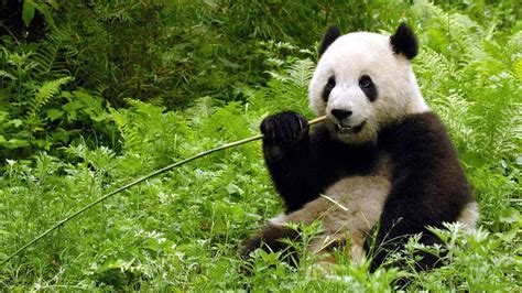 野生大熊猫国宝5k壁纸_图片编号2109-壁纸网