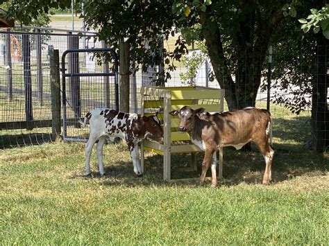 Small Animal Adventure Walk-Thru - Varysburg, NY - Hidden Valley Animal ...