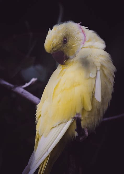 yellow bird parrot and feathers hd, 4k Phone HD Wallpaper