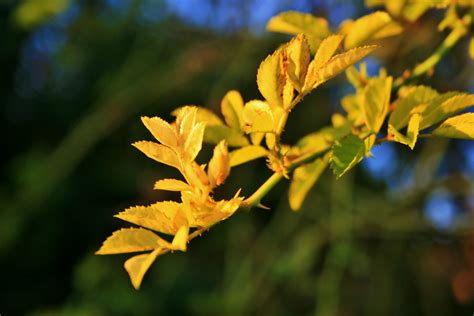 Bright Yellow Rose Leaves Free Stock Photo - Public Domain Pictures