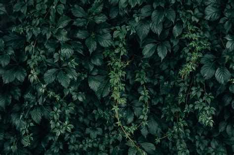 Picture of Moody Green Vine Wall Texture — Free Stock Photo