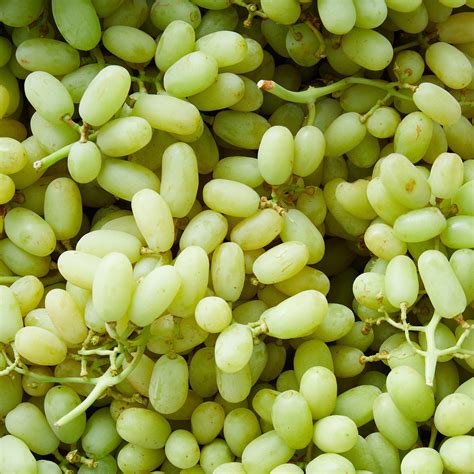 Buy Grape vine- Sultana (Thompson Seedless) QLD ONLY – Ross Creek Tropicals