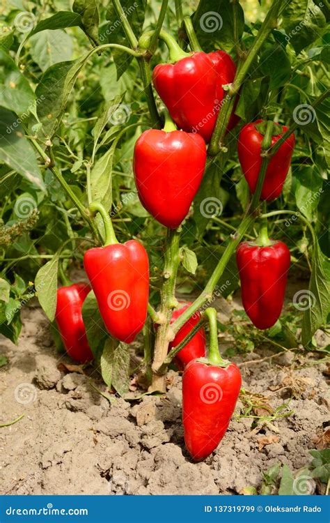 Red Sweet Pepper Planting in the Garden. Growing, Harvesting Red Bell ...