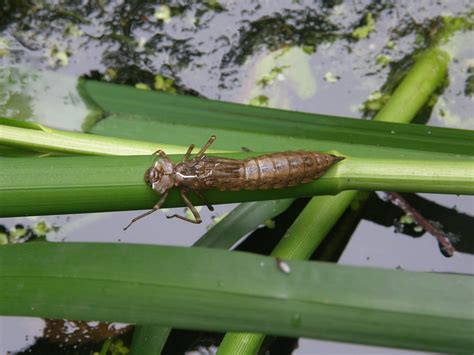 Dragonfly Larvae