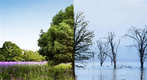 Climate As Capability: India’s Emerging Climate Strategy - BW Businessworld