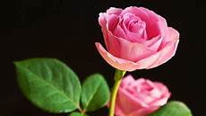 Beautiful Flower Picture by Beautiful Flowers Wallpapers Pictures Images Beautiful Flower Picture