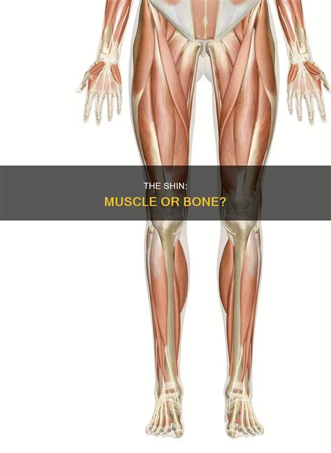 The Shin: Muscle Or Bone? | CyVigor