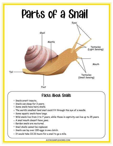 Snail Scientific Illustration