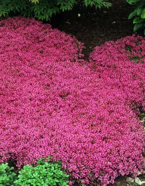 Thymus coccineum - Red Creeping Thyme 3.5in - Wagon Wheel
