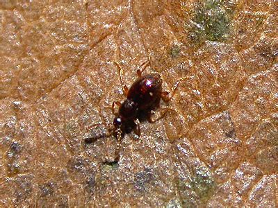 Thumbnail for version as of 16:52, 8 April 2008