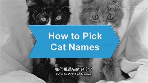 如何给猫猫取个合适的名字呢_特兰斯科视频翻译分享 - 知乎