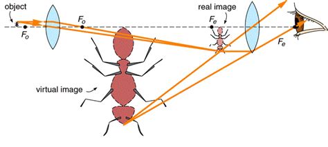 Image result for Compound Microscope Ray Tracing