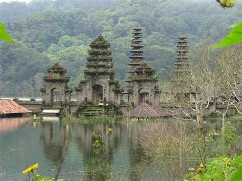 Image result for Eastern Java Bali Rain Forest