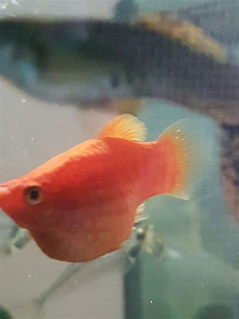 Bildergebnis für pregnant+pregnant+fish