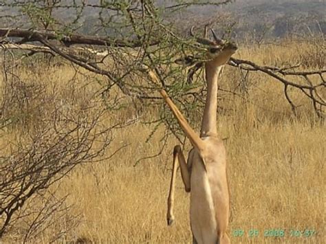 Samburu National Reserve Tourism (2023): Best of Samburu National ...