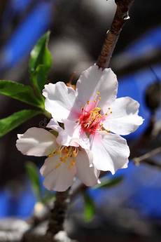 fiori mandorlo fiori bianchi fiore mandorlo immagine stock fiori mandorlo fiori bianchi fiore mandorlo immagine stock