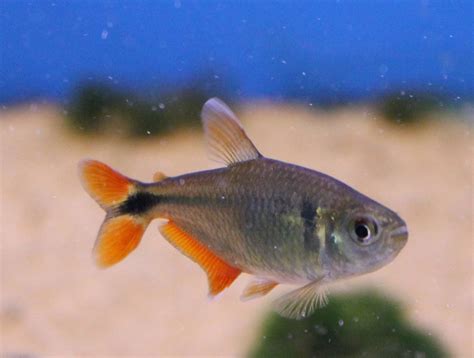 Buenos Aires tetra - ZooChat