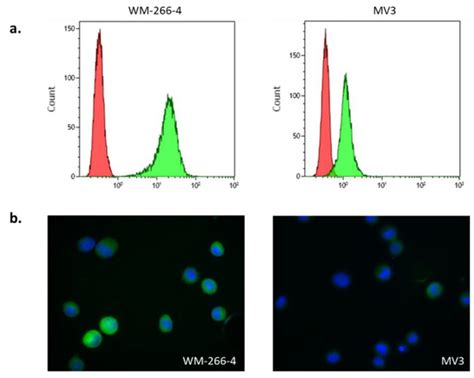 S100-EPISPOT: A New Tool to Detect Viable Circulating Melanoma Cells