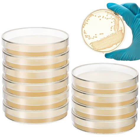 Baluue 10Pcs Nutrient Agar Petri Dishes Science Project India | Ubuy