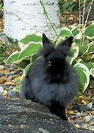 Image result for Mini Lop Bunny Rabbits