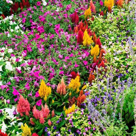 10 Flower Bed Ideas for Full Sun | Full sun flowers, Summer flowers to ...