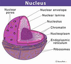 nucleus 的图像结果