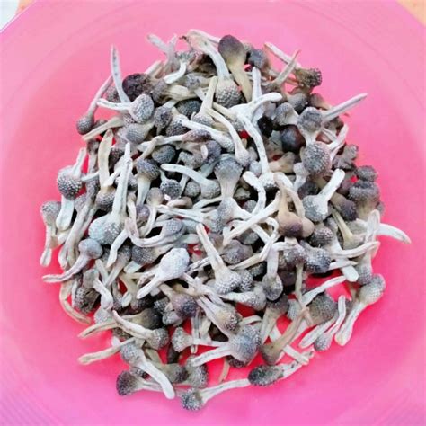 manfaat empot ayam untuk pria