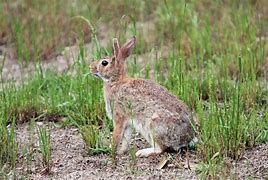 Image result for Bunny Cotton Tail