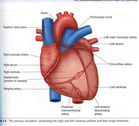 Posterior Interventricular Artery Interventricular artery (With images ...