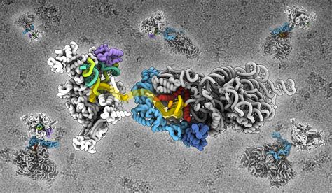 Delivery mechanism discovery resolves gene expression puzzle | John Innes Centre