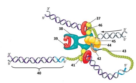 DNA Replication Structure 的图像结果