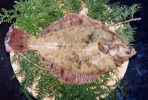 Image result for Alien Seed