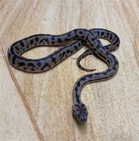 Image result for Keeping Spotted Python's