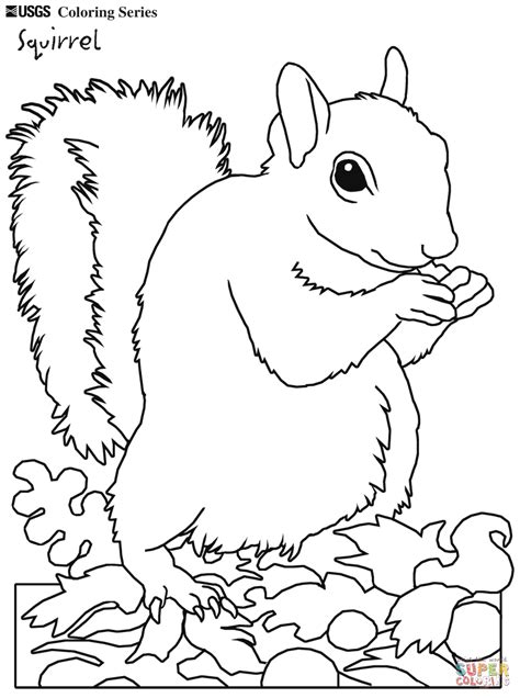 √ Coloring Pages Mammals Squirrels