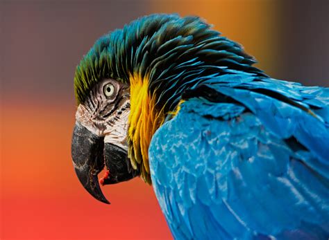 Birds, Parrots, Closeup, Ara (genus), Beak, HD Wallpaper | Rare Gallery