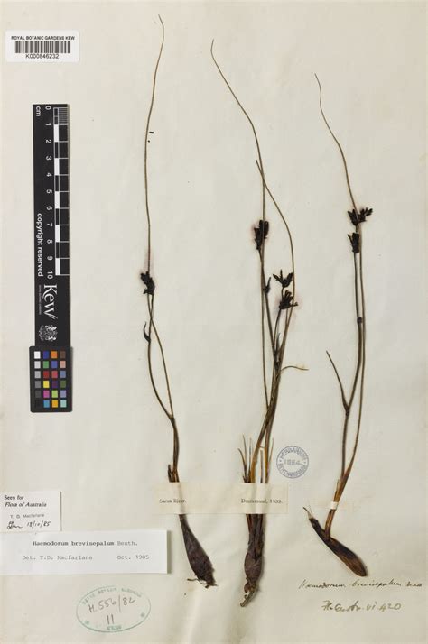 Haemodorum brevisepalum Benth. | Plants of the World Online | Kew Science