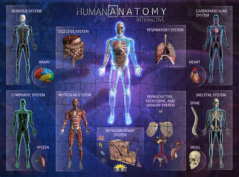 Interactive Human Anatomy Model - Free Printable Worksheet