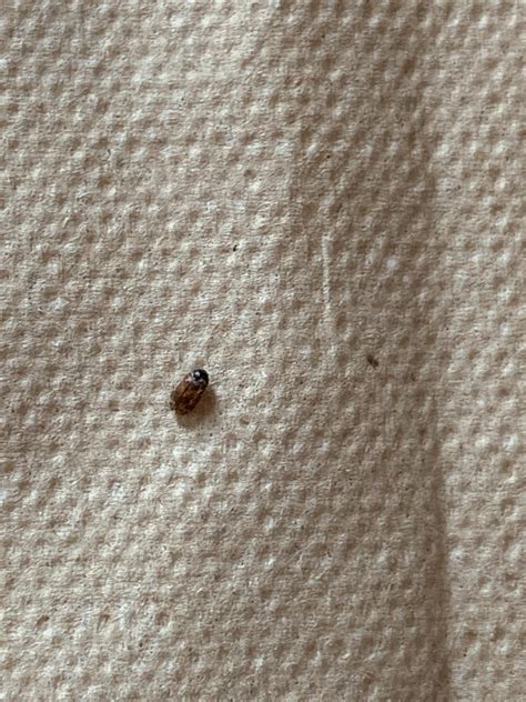 Brown Carpet Beetle