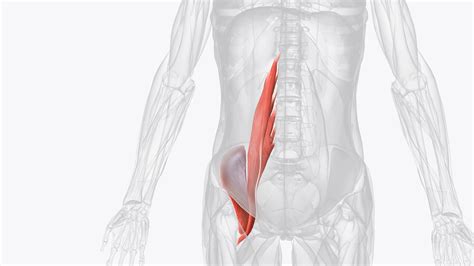 Psoas Major Muscle Pain