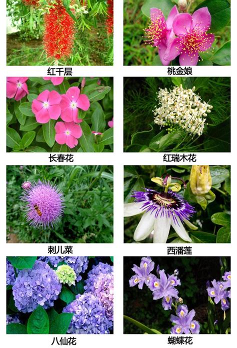 花卉大全，200多種花卉植物圖片及名稱（高清珍藏版） - 每日頭條